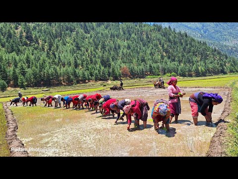 Traditional Way To Paddy Planting In mountain Villages Life
