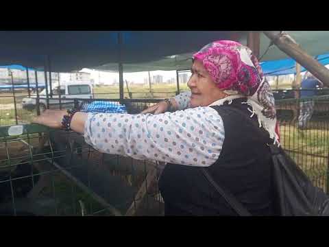 Kahvaltı yaptım kızım gülbeyaza koyun davara baktık davar
