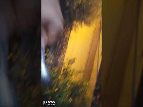 Kedileri besliyorum çok mutlular beni beğenirseniz yorum