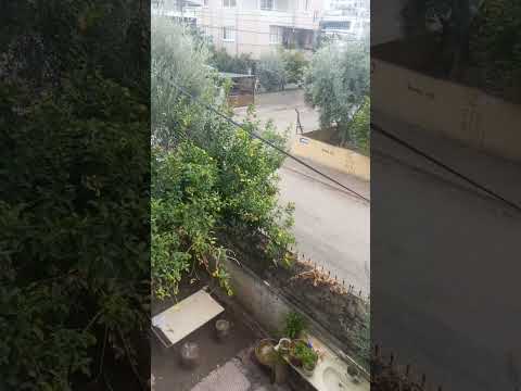Adana da yağmurlu hava ve kedilerin kemik telaşı