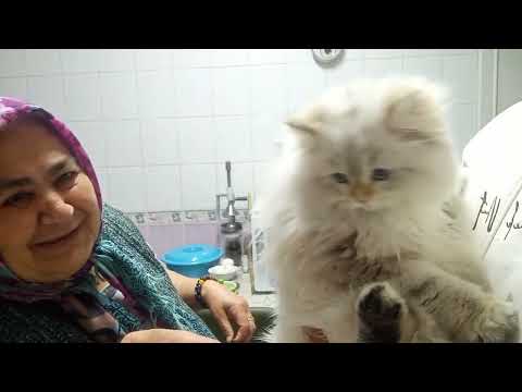 Hamsi temizledim bankaya gittim kontur yükledim zücciyeden