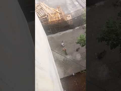 Bir annenin kedilerle kendisiyle mücadelesi merak ettiniz mi