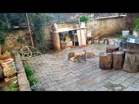 Kediler çok güzeller maşallah onlara bahçede bakıyorum inan