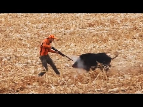 WILD BOAR ATTACK HUNTER AVCIYA SALDIRAN DOMUZ