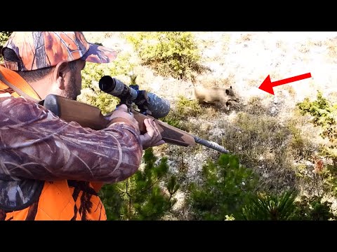 BEST WILD BOAR SHOOTING DOMUZ AVI EFSANE ATIŞLAR