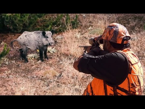 PERFECT LONG RANGE WILD BOAR HUNTS UZUN MESAFE DOMUZ