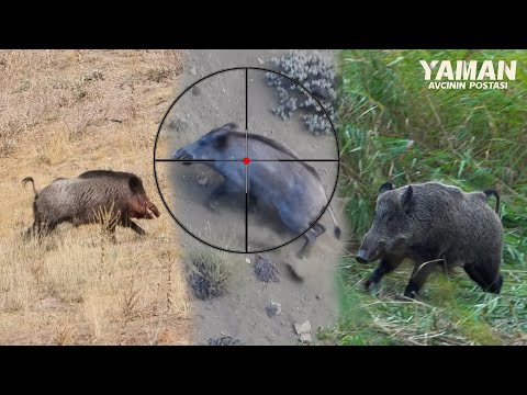 20 Hunts in 10 Minutes BEST OF HUNTING Compilation hunting
