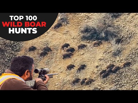 TOP 100 WILD BOAR HUNTS EN İYİ 100 DOMUZ AVI CHASSE AU