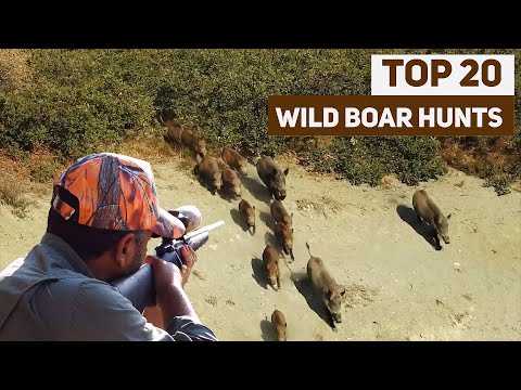 TOP 20 WILD BOAR HUNTS 2021 EN İYİ 20 DOMUZ AVI