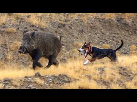 UNBELIEVABLE HUNTING Giant Boar Shots with Fearless Dogs