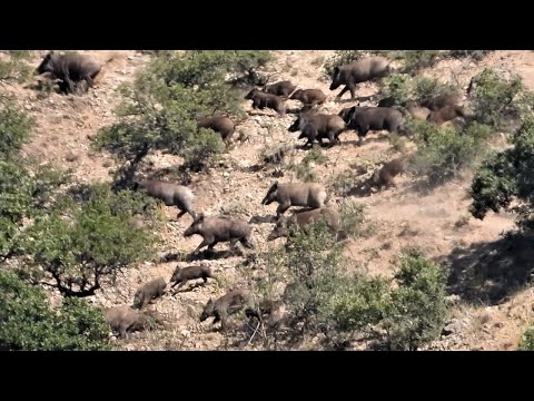 BEST WILD BOAR HUNTS 6 EFSANE AYAŞ DOMUZ AVI