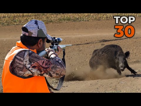 DANGEROUS GIANT BOARS TOP 30 WILD BOAR SHOTS MOST EXCITED