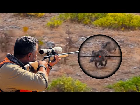 INSANE WILD BOAR HUNTING SHOTS BEST MOMENTS HOG HUNTING