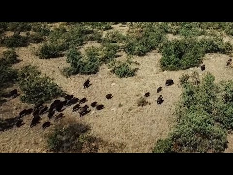 EPIC WILD BOAR HUNTING WITH DRONE VIDEOS