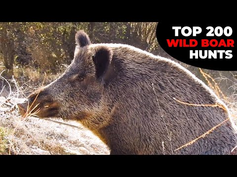 TOP 200 WILD BOAR HUNTS EN İYİ 200 DOMUZ AVI CHASSE AU