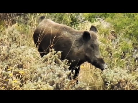 AMAZING WILD BOAR HUNTING VIDEO EFSANE DOMUZ AVI