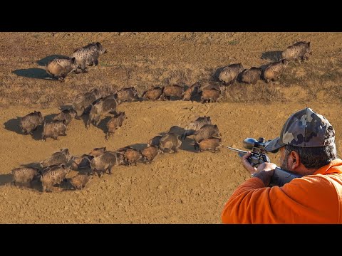GIANT BOAR INVASION Massive Herds Perfect Shots Incredible