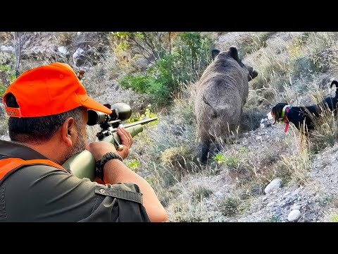 Amazing GIANT BOAR Hunts FEARLESS Dogs EXCITING Chases