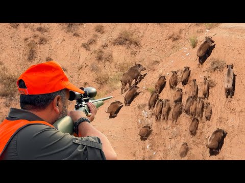 WILD BOAR INVASION PERFECT HOG SHOTS INCREDIBLE DRONE CHASE