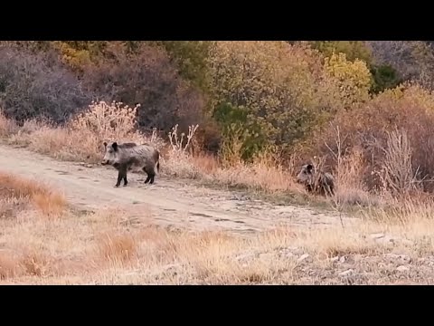 KASTAMONU ÇANKIRI DOMUZ AVLARI WILD BOAR HUNTING CHASSE AU
