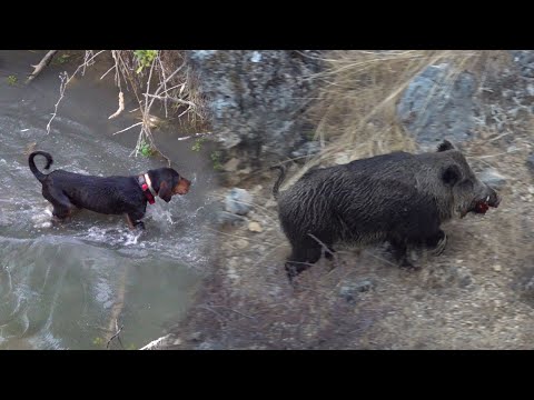 EPIC BOAR HUNT ADVENTURE WITH DOGS BEST HUNTING SHOTS