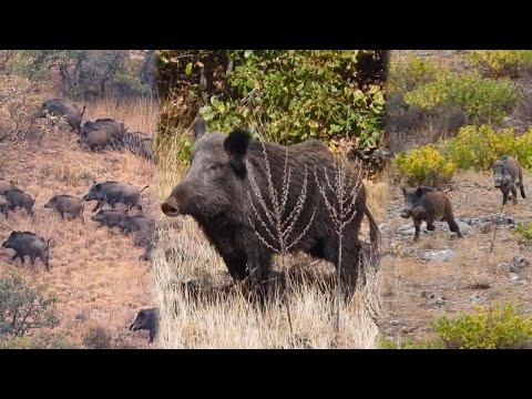 15 Amazing Shots in 8 Minutes ULTIMATE Wild Boar Hunting