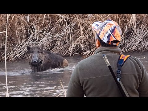 SUYA GİREN DOMUZLARA ATMADIK HUNTER DOESN T SHOOT SWIMMING