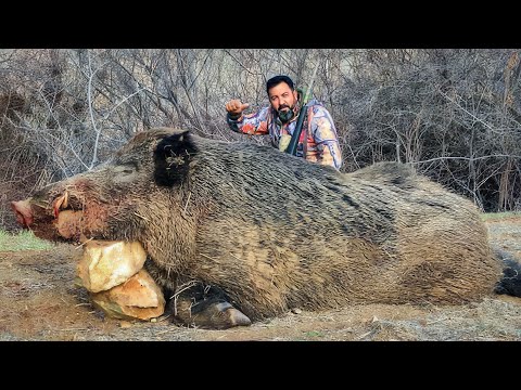 THE BEAST EPIC HUGE STRONG BOAR HUNTS BREATHTAKING ACTION