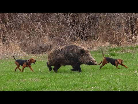 GIANT MONSTER Wild Boar Hunts GIGANTIC HOG Shots Brave