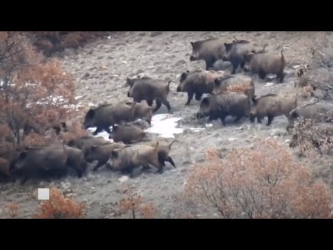 TOP 25 WILD BOAR HUNTS EN İYİ 25 DOMUZ AVI CHASSE AU
