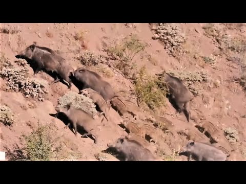 TOP 15 WILD BOAR HUNTS EN İYİ 15 DOMUZ AVI