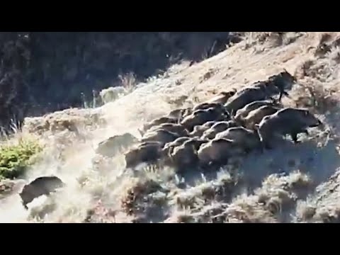 CROWD WILD BOAR HUNT 2 KALABALIK DOMUZ SÜRÜSÜNE ATIŞ