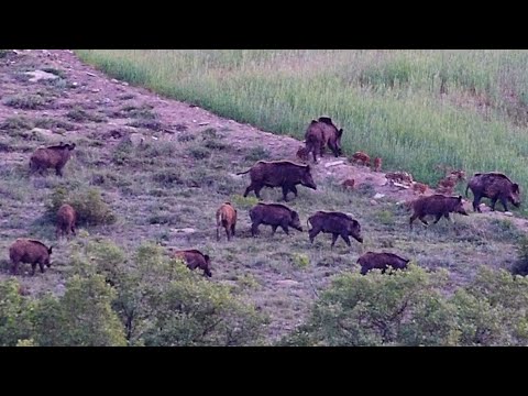 PERFECT DRIVEN WILD BOAR HUNT HARİKA SÜREK DOMUZ AVI