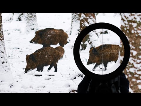 WILD BOAR SHOT AT 650 METERS 710 YARD