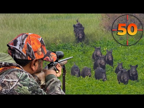TOP 50 WILD BOAR SHOTS MOST EXCITING HUNTING SCENES hunting