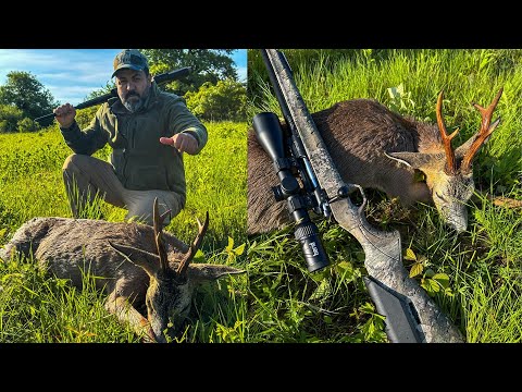 EPIC ROE DEER HUNT Mountains Patience The Perfect Shot