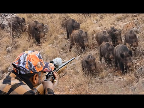 Wild Boar INVASION Incredible Hunting Shots and