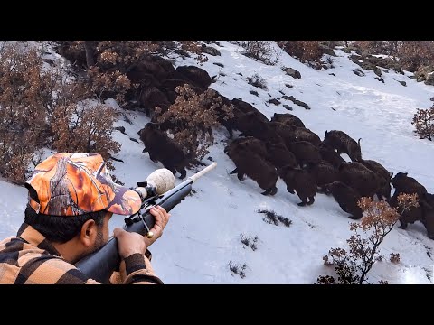 ENDLESS HERD OF WILD BOAR SONU GELMEYEN DOMUZ SÜRÜSÜ