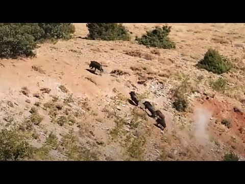 WILD BOAR HUNTING DEVASA AZILI DOMUZ VURUŞU
