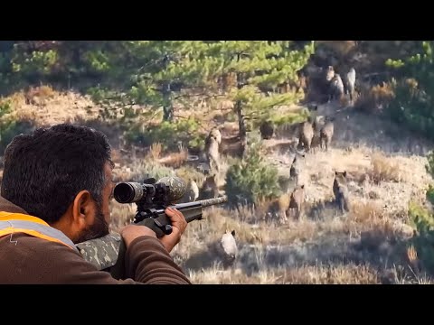 FULL ADVENTURE WILD BOAR HUNTING MACERA DOLU DOMUZ AVI