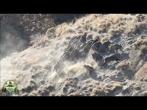 WILD BOAR HUNTING ADVENTURE EFSANE DOMUZ AVI MACERALARI