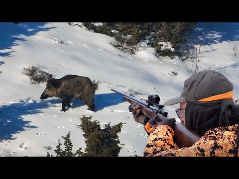 AMAZING WILD BOAR HUNTING HARİKA ÇEKİM DOMUZ ATIŞLARI