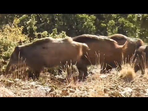 BEST WILD BOAR HUNTING VIDEOS EN İYİ DOMUZ AVLARI