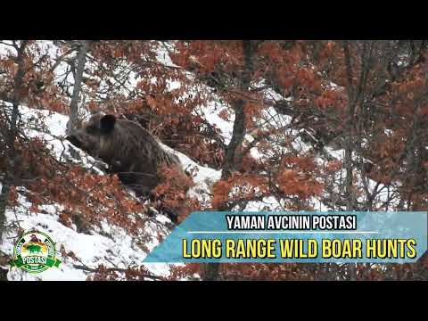 LONG RANGE WILD BOAR HUNT UZAK MESAFE EN İYİ 5 DOMUZ AVI