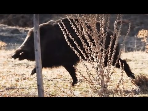 GIANT WILD BOAR HUNTS DEVASA AZILI DOMUZ AVLARI CHASSE AU