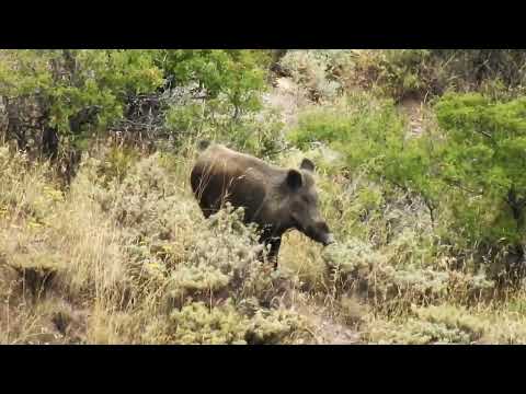 TOP 10 WILD BOAR HUNTS EN İYİ 10 DOMUZ AVI