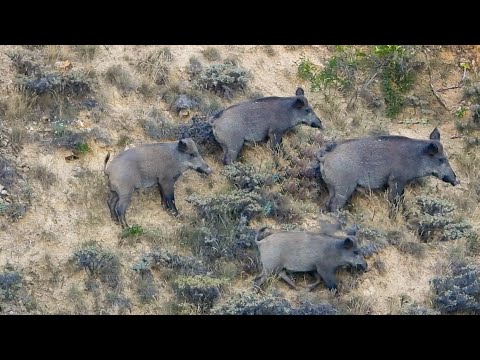 BREATHTAKING WILD BOAR HUNT 2 NEFES KESEN DOMUZ AVI 2