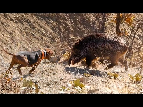 EPIC HUGE BOAR HUNTS FEARLESS Dogs Perfect HOG SHOTS Best