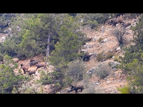 WILD BOAR HUNTING ADVENTURE 2021 MACERALI DOMUZ AVI