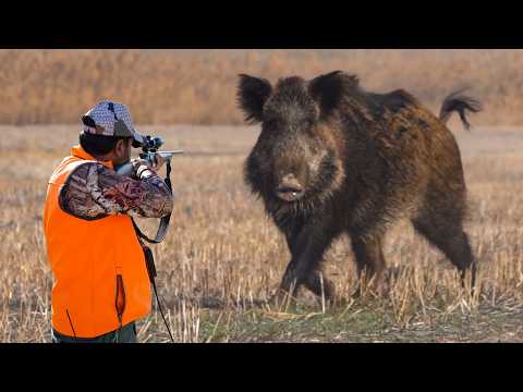 GIANT MONSTER BOARS PERFECT SHOTS FEARLESS DOGS BEST HOG